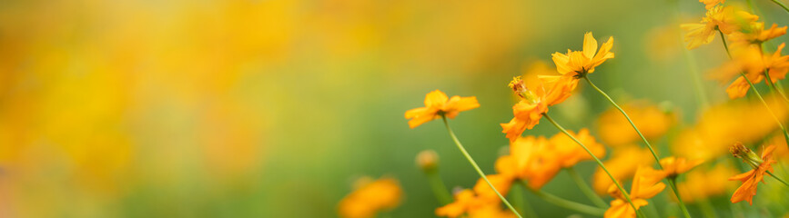 Closeup of orange flower on blurred gereen background under sunlight with copy space using as background natural plants landscape, ecology cover page concept.
