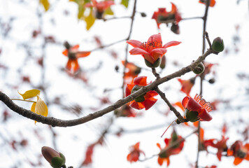 blooming Bombax ceiba or red cotton