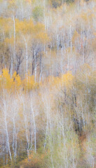 USA, Utah, Logan Pass hillsides covered with Aspen grove in Fall Color.
