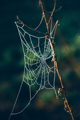 Spinnennetz im Morgentau