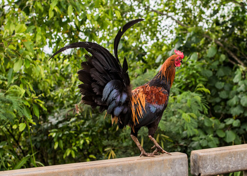 Cockerel on fence in forest
