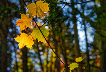 Beautiful maple leaves in autumn sunny day in the foreground and blurry background