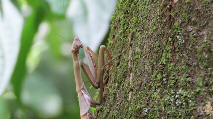 Mantis religiosa marrón en árbol