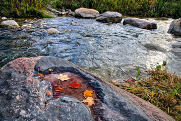 Close-up view of maple leaves on the river rock