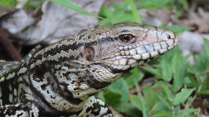 Lagarto en naturaleza