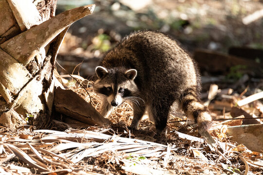 Young raccoon Procyon lotor marinus forages for food