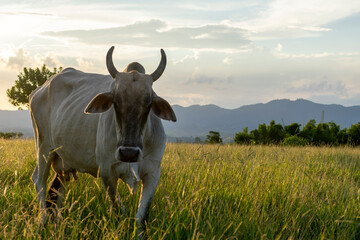 Nelore cattle on pasture at sunset