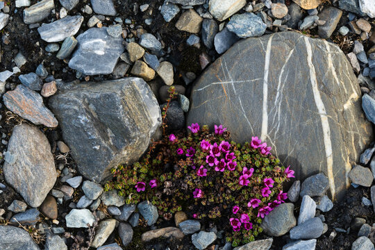 Purple Saxifrage (Saxifraga oppositifolia) in flower amongst rocks, Isbjornhamna, Hornsund bay, Spitsbergen, Svalbard, Norway