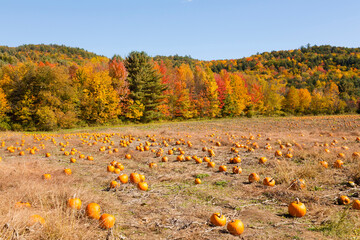 Pumpkin patch and autumn leaves in Vermont countryside, USA