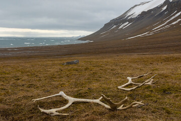 Reindeer antlers in the tundra, Edgeoya Island, Svalbard, Norway