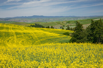 Expansive field of canola, Palouse agricultural region of Eastern Washington State.