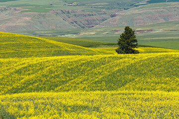Fototapeta premium Expansive field of canola, Palouse agricultural region of Eastern Washington State.