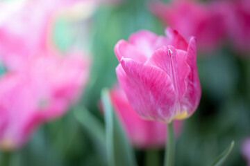 Beautiful bouquet of tulips. colorful tulips. nature background