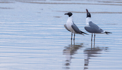 Shorebirds