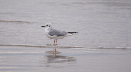 Shorebirds