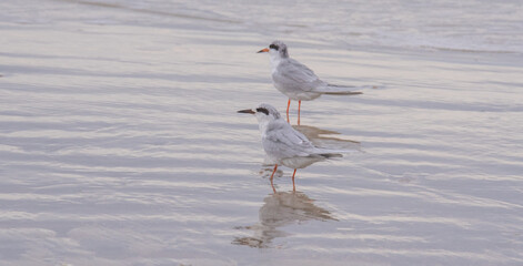 Shorebirds