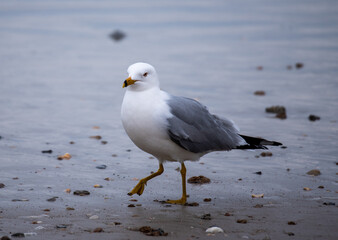 Shorebirds