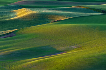 Pattern in rolling hills of the Palouse agricultural region of Eastern Washington State.