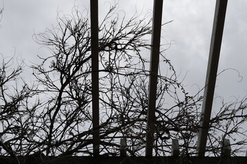 Jailed trees in the park