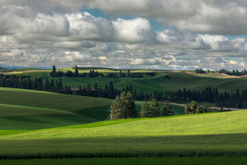 Fototapeta na wymiar Pattern in rolling hills of the Palouse agricultural region of Eastern Washington State.