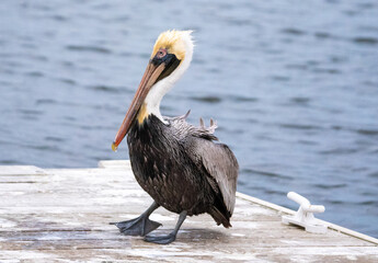Pelicans on the Water