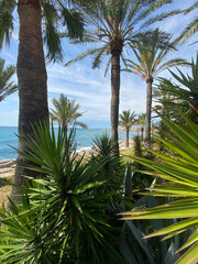 nice beach in the mediterranean with palm trees, located in Alicante, Spain.
