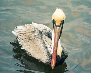 Pelicans on the Water