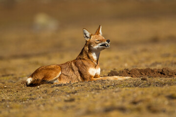 Ethiopian Wolf (anis simensis) lying down, Sanetti Plateau, Bale Mountains, Ethiopia