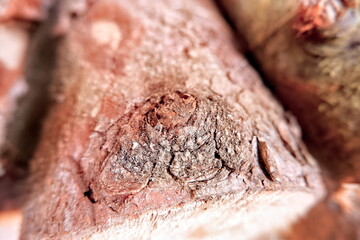 Detail of a knot on a tree