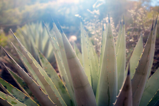 Agave Havardiana with symmetrical rosettes of rigid, silver-grey leaves and dark greyish-brown terminal spine, Sedona, Arizona, USA
