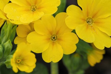 ひっそりと咲く満開の黄色いプリムローズの花