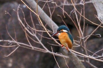 真剣に餌を探すカワセミ成鳥 メス