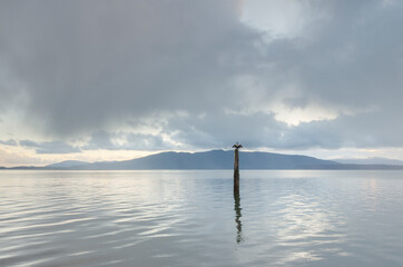 Cormorant perched on piling in Bellingham Bay, Washington State. Lummi Island in the distance