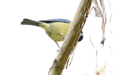 PÁJARO