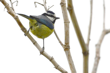 Obraz premium PÁJARO