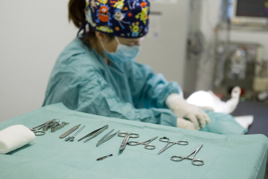 Veterinarian treating animal