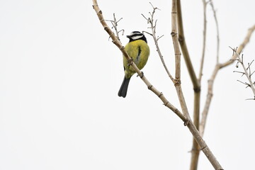 PÁJARO