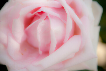 ピンク色のバラをソフトイメージでクローズアップ撮影
