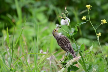 PÁJARO