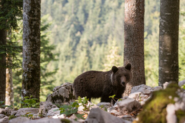 European brown bear (Ursus arctos) on rocky ground in Notranjska forest, Slovenia