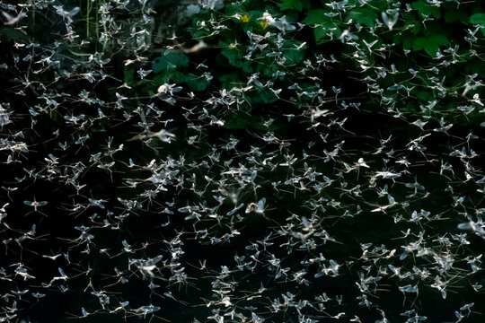 Mayflies (Ephemera vulgaris) in flight over Obrh creek, Markovec, Slovenia