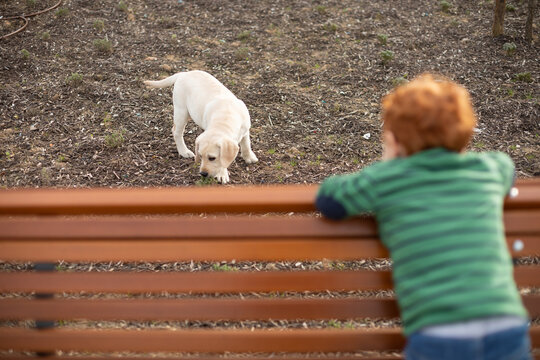 Boy watching pet puppy from park bench