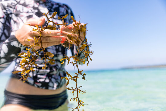 Woman with handful of seaweed in sea, Pagudpud, Ilocos Norte, Philippines