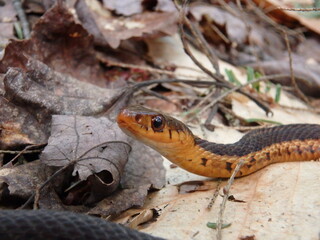 Common garter snake on bed of dead leaves - Close up