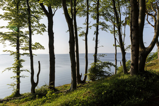 View through trees to Gro&szlig;er Jasmunder Bodden,  Bergen, Rugen, Mecklenburg-Vorpommern, Germany