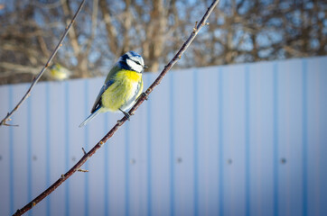 Blue tit sits on a cherry bush.