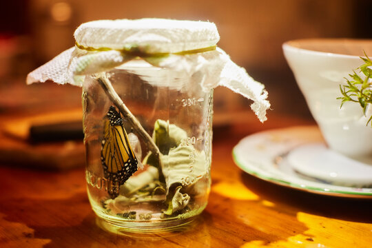 Monarch butterfly in jar