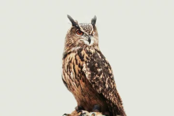 Poster Owl against white background © Image Source