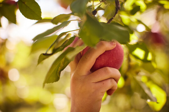 Girl picking apples from tree