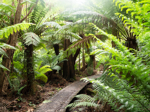 Path through green tree ferns, Wilson's Promontory National Park, Victoria, Australia